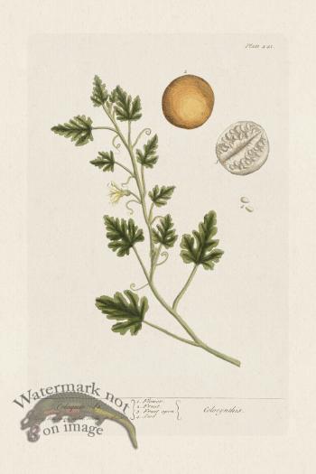 BEE 441 Coloquintida